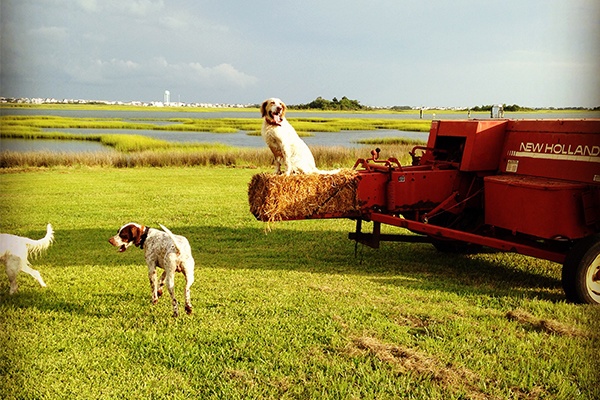 NH-Baler-Dogs